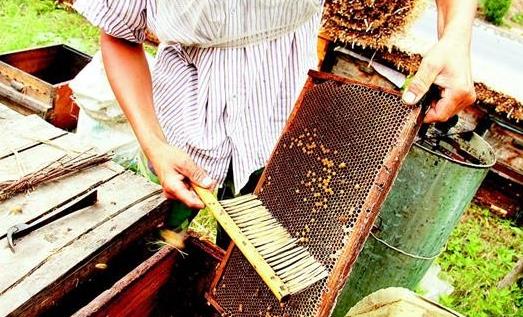 傻瓜式養蜂之必備蜂器具