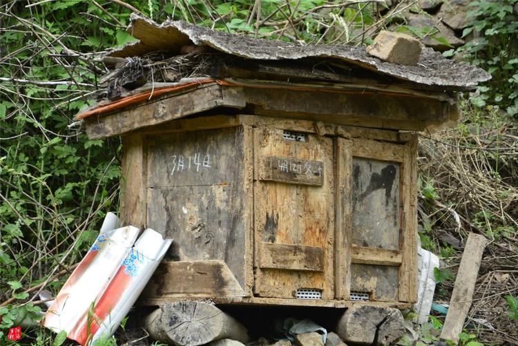 81歲老人養(yǎng)蜂半世紀，自創(chuàng)多種養(yǎng)蜂工具，怕蜜蜂丟失樹下睡3個月