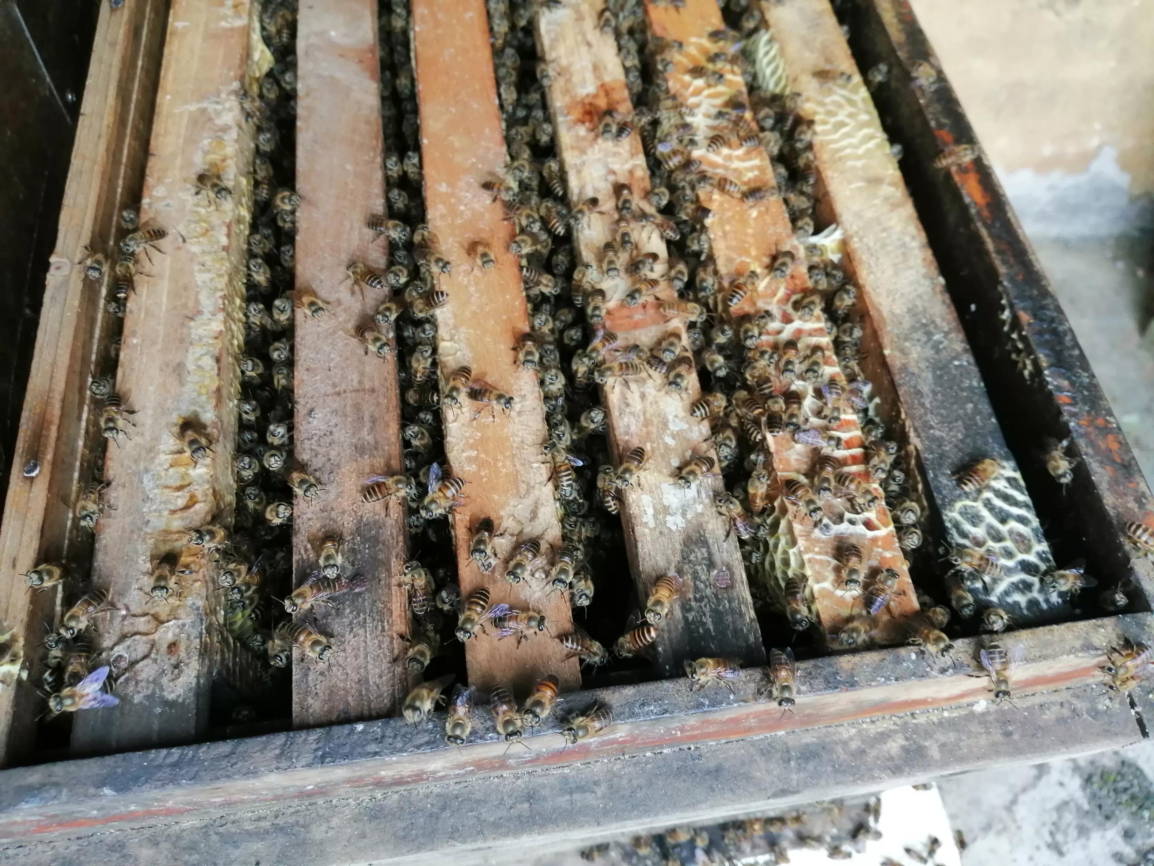 中蜂養(yǎng)殖：蜂窩內(nèi)里有蟑螂、螞蟻、壁虎是有利還是有害