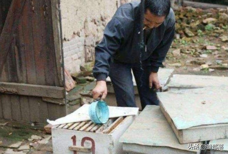 蜜蜂的平均壽命只有30天，為何冬天沒(méi)有沒(méi)花開(kāi)不會(huì)團(tuán)滅？