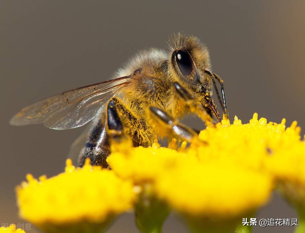 如果蜜蜂有思想，還會勤勞嗎？看工蜂勞動的動力，論養蜂人的是非