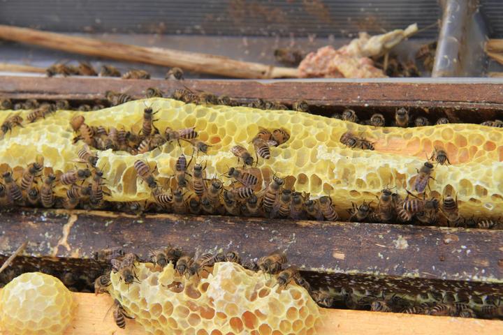 追花逐蜜，養蜂人老魏的“甜蜜事業”