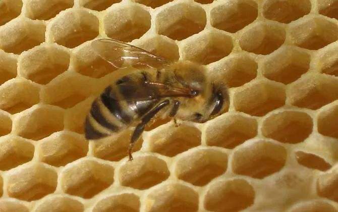 巢蟲(chóng)在哪個(gè)季節(jié)最多？