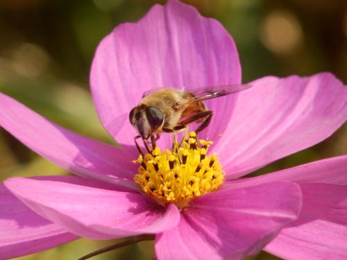 野蜜蜂怎么養它不會走？