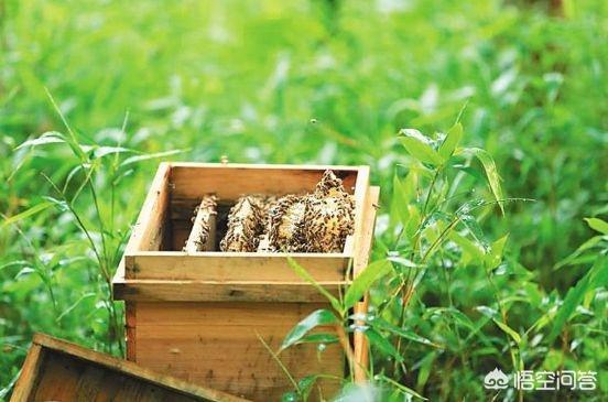 養(yǎng)蜂人是怎么養(yǎng)蜂的(如何才能學(xué)會養(yǎng)蜂?)