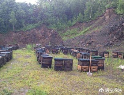 養(yǎng)蜂人是怎么養(yǎng)蜂的(如何才能學(xué)會養(yǎng)蜂?)