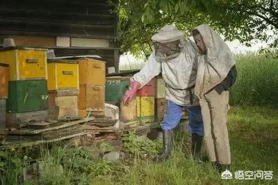 養(yǎng)蜂人是怎么養(yǎng)蜂的(如何才能學(xué)會養(yǎng)蜂?)