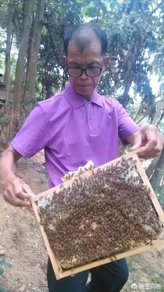 養(yǎng)蜂人是怎么養(yǎng)蜂的(如何才能學(xué)會養(yǎng)蜂?)