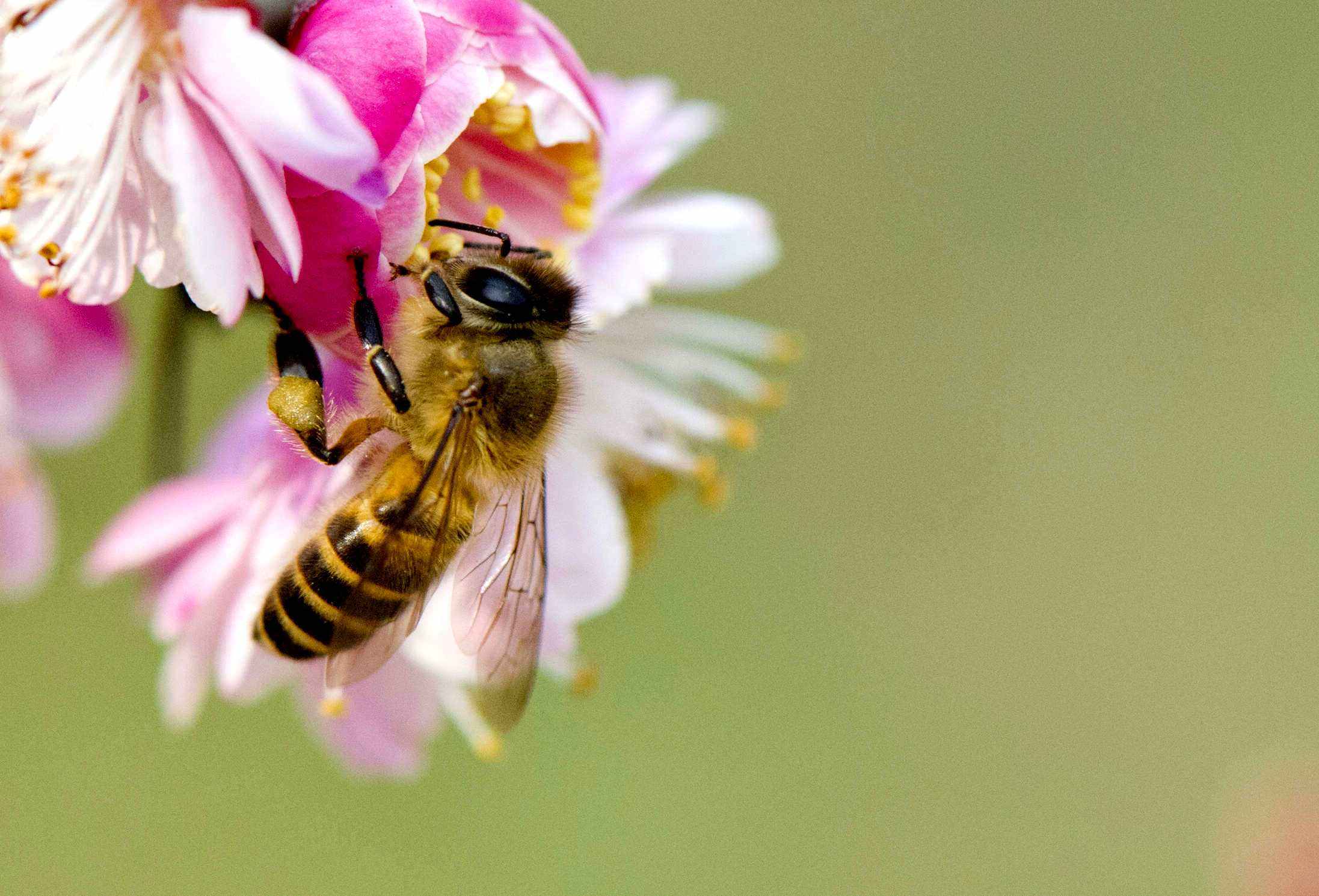 在自家陽臺如何養(yǎng)好蜜蜂？