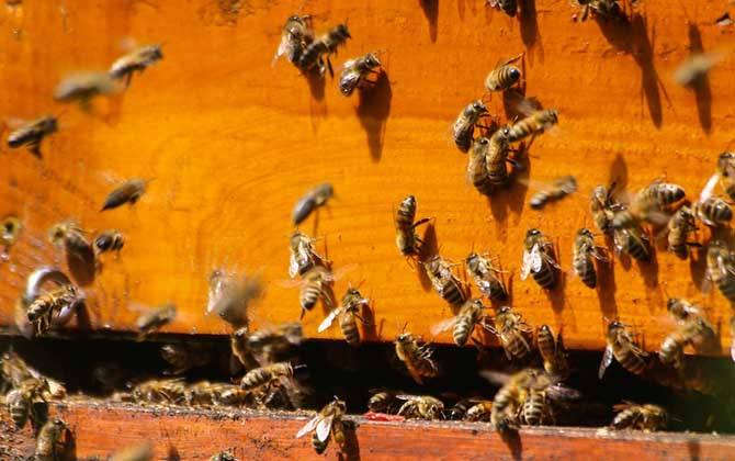 偵查蜂一般在什么地方出現 偵查蜂一般在什么地方出現