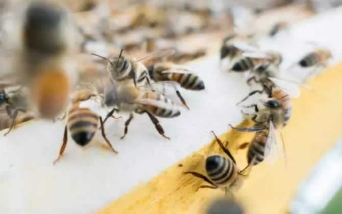 偵查蜂一般在什么地方出現 偵查蜂一般在什么地方出現