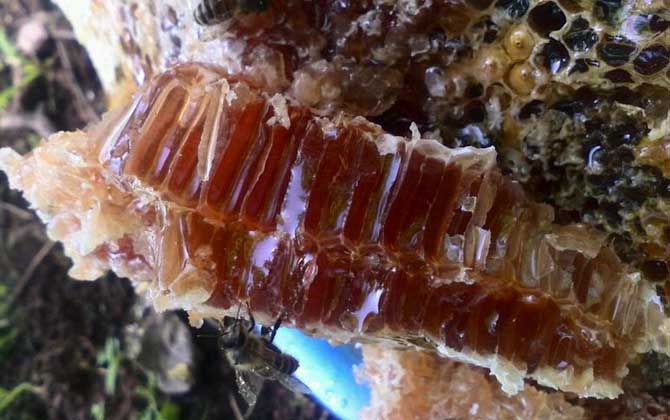 土養(yǎng)蜜蜂取蜜在什么時候好 土養(yǎng)蜜蜂取蜜在什么時候好