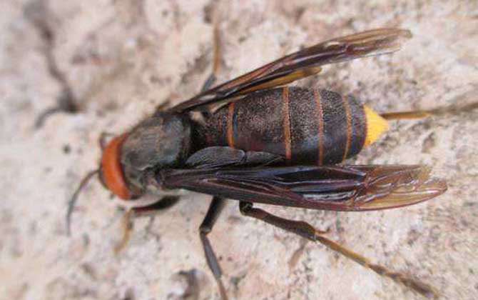 紅馬蜂有毒嗎(紅娘胡蜂的毒性強嗎) 紅馬蜂有毒嗎(紅娘胡蜂的毒性強嗎)