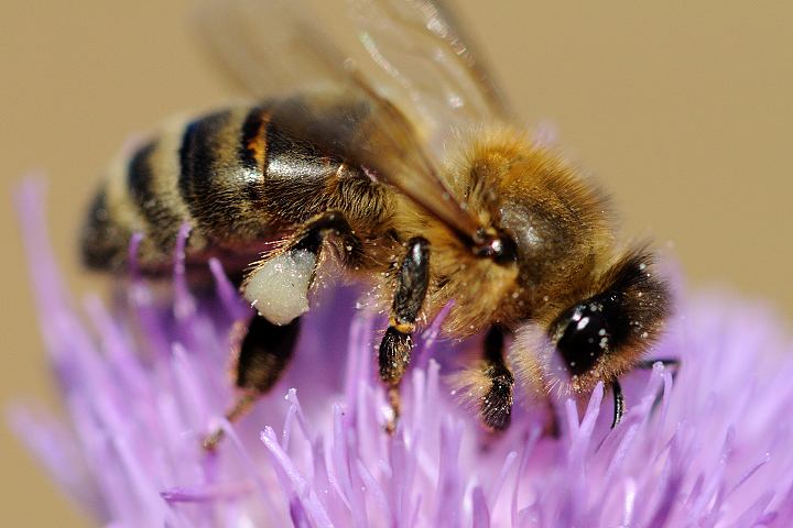 【蜜蜂知識】意大利蜜蜂的早春管理 意大利蜜蜂的早春管理