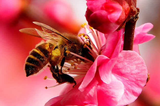 【蜜蜂知識】蜜蜂采蜜是一種什么行為? 【蜜蜂知識】蜜蜂采蜜是一種什么行為?