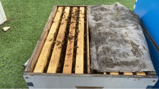 意蜂雙王群的操作方法(意蜂雙王群組建方法和管理技巧) 意蜂雙王群的操作方法(意蜂雙王群組建方法和管理技巧)