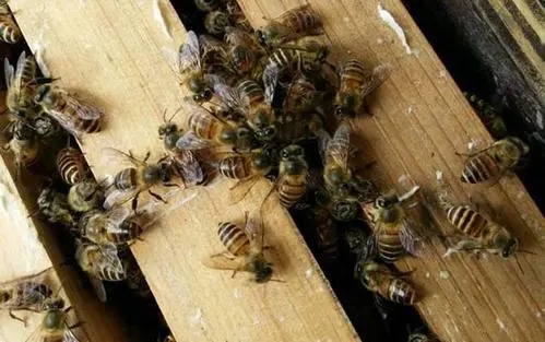 養殖中蜂怎樣發展快 養殖中蜂怎樣發展快