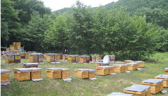 定點養(yǎng)蜂場綠化種什么樹好(這8種樹綠化效果好,又是難得的蜜源植物,花蜜營養(yǎng)價值極高) 定點養(yǎng)蜂場綠化種什么樹好(這8種樹綠化效果好,又是難得的蜜源植物,花蜜營養(yǎng)價值極高)