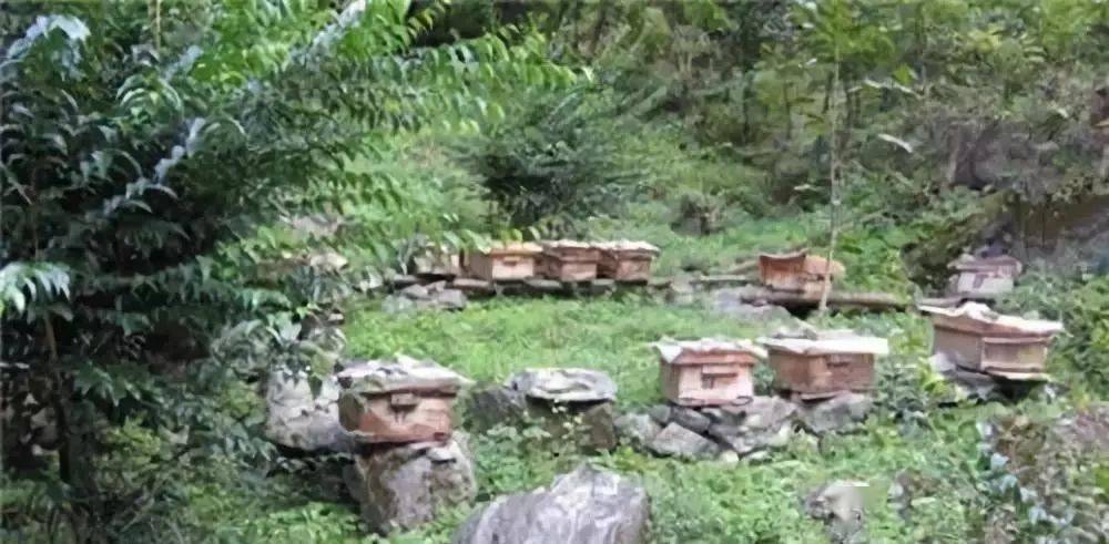 定點養(yǎng)蜂場綠化種什么樹好(這8種樹綠化效果好,又是難得的蜜源植物,花蜜營養(yǎng)價值極高) 定點養(yǎng)蜂場綠化種什么樹好(這8種樹綠化效果好,又是難得的蜜源植物,花蜜營養(yǎng)價值極高)