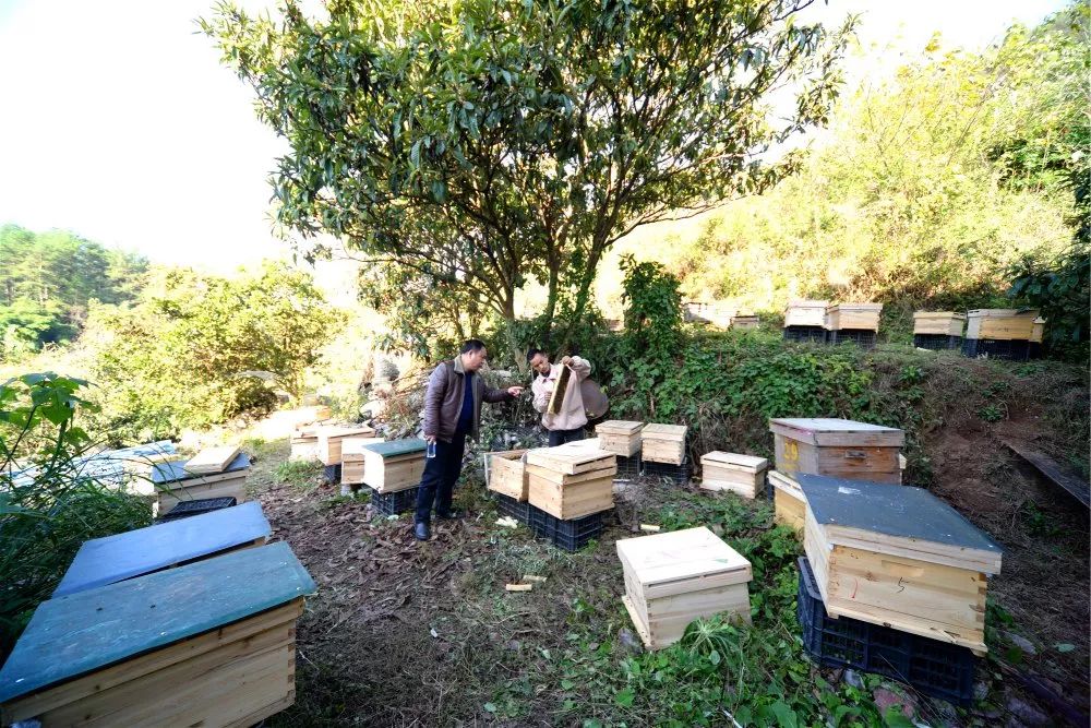 定點養(yǎng)蜂場綠化種什么樹好(這8種樹綠化效果好,又是難得的蜜源植物,花蜜營養(yǎng)價值極高) 定點養(yǎng)蜂場綠化種什么樹好(這8種樹綠化效果好,又是難得的蜜源植物,花蜜營養(yǎng)價值極高)