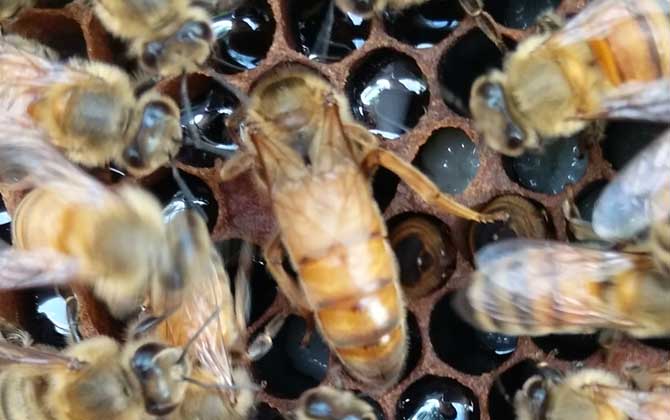 意大利蜜蜂箱能養(yǎng)中華蜜蜂嗎(中標箱和意標箱可以通用么?) 意大利蜜蜂箱能養(yǎng)中華蜜蜂嗎(中標箱和意標箱可以通用么?)