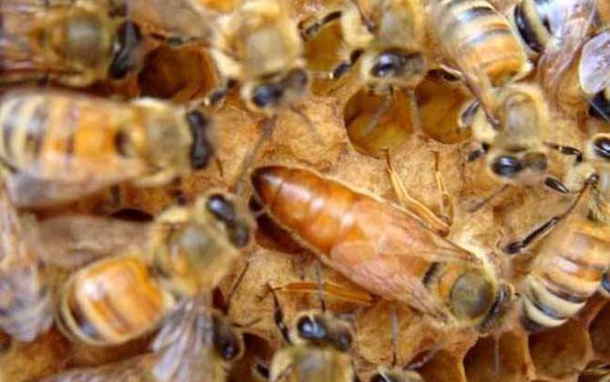 意大利蜜蜂箱能養(yǎng)中華蜜蜂嗎(中標箱和意標箱可以通用么?) 意大利蜜蜂箱能養(yǎng)中華蜜蜂嗎(中標箱和意標箱可以通用么?)