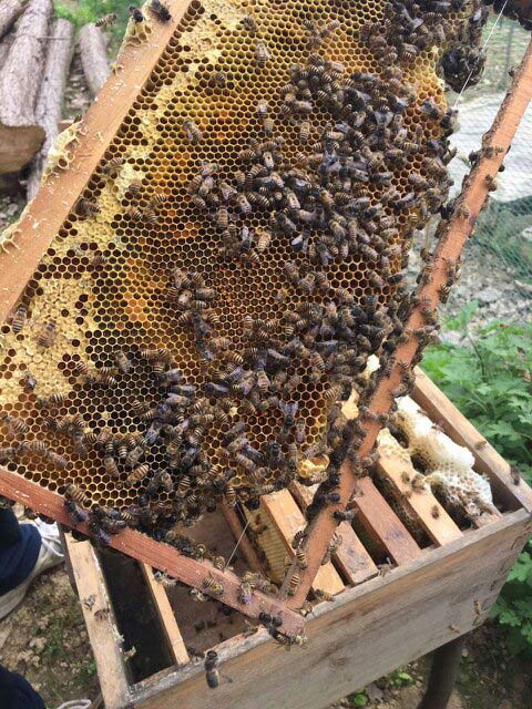 意大利蜜蜂箱能養(yǎng)中華蜜蜂嗎(中標箱和意標箱可以通用么?) 意大利蜜蜂箱能養(yǎng)中華蜜蜂嗎(中標箱和意標箱可以通用么?)