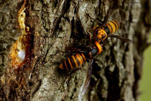 馬蜂和胡蜂有什么區別(馬蜂和胡蜂的區分方法) 馬蜂和胡蜂有什么區別(馬蜂和胡蜂的區分方法)
