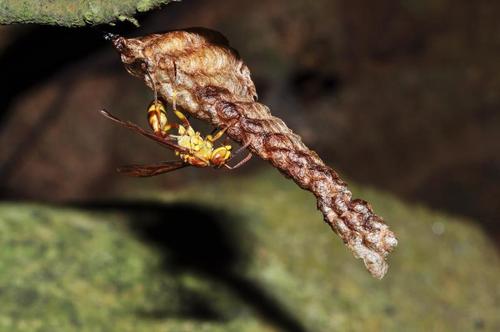 馬蜂和胡蜂有什么區別(馬蜂和胡蜂的區分方法) 馬蜂和胡蜂有什么區別(馬蜂和胡蜂的區分方法)