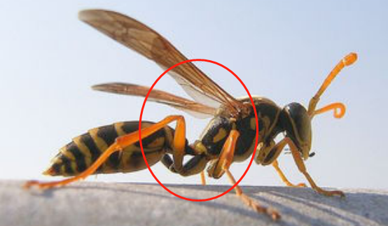 馬蜂和胡蜂有什么區別(馬蜂和胡蜂的區分方法) 馬蜂和胡蜂有什么區別(馬蜂和胡蜂的區分方法)