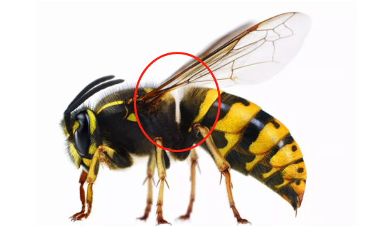 馬蜂和胡蜂有什么區別(馬蜂和胡蜂的區分方法) 馬蜂和胡蜂有什么區別(馬蜂和胡蜂的區分方法)