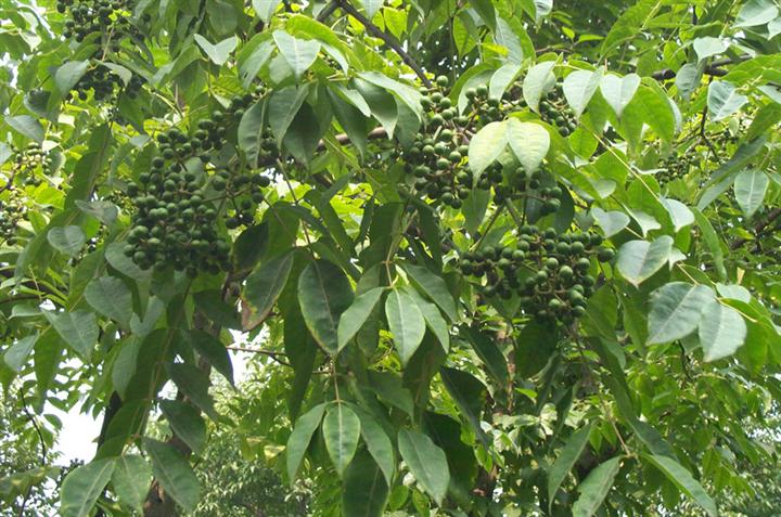 黃柏樹花有蜜嗎（黃柏樹花蜜的功效和作用）