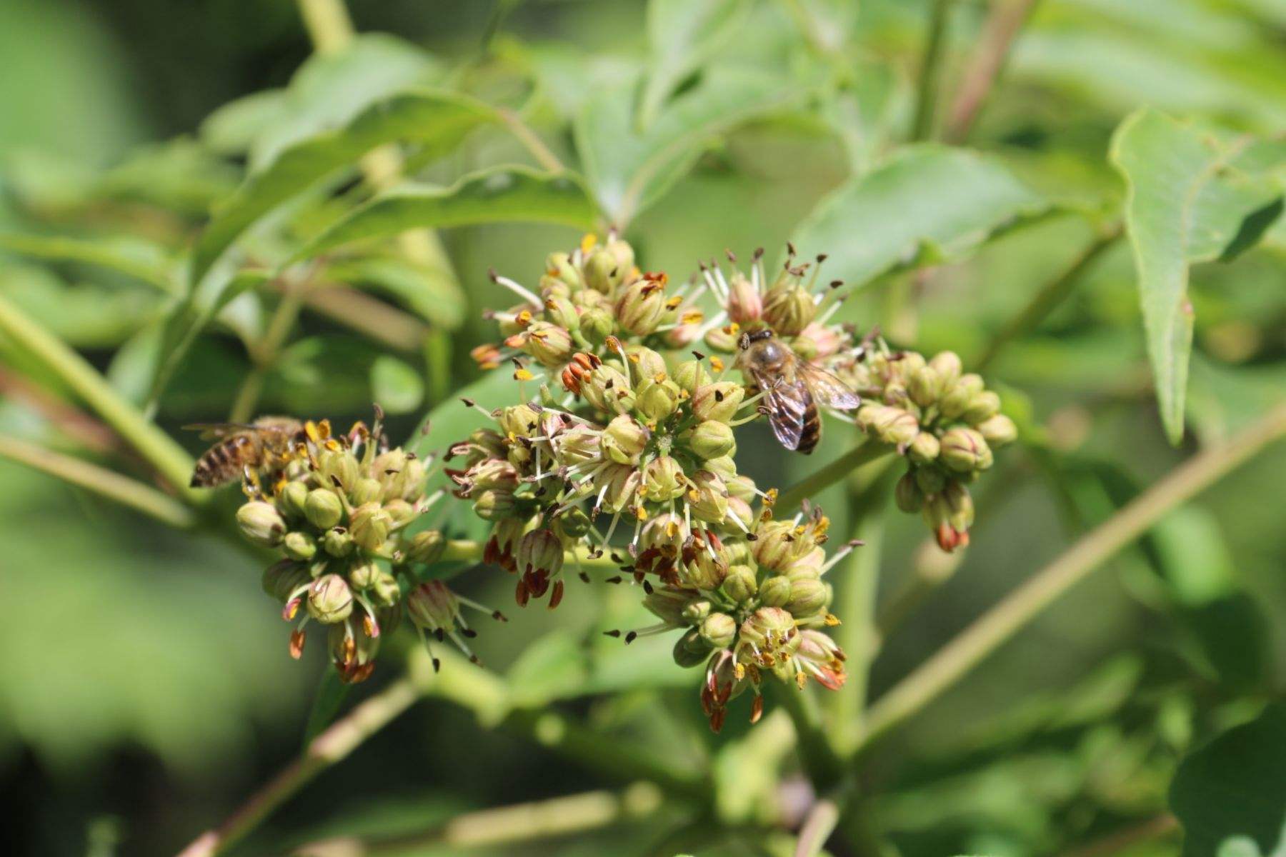 黃柏樹花有蜜嗎（黃柏樹花蜜的功效和作用）
