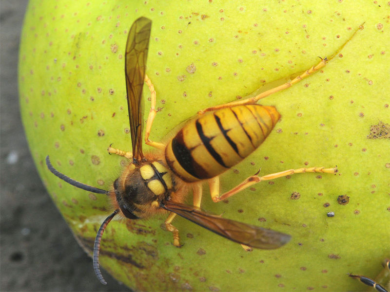 胡蜂蜂王培育技術(shù)（胡蜂蜂王人工培育全過程）