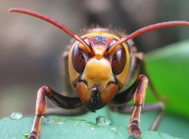 胡蜂蜂王培育技術(shù)（胡蜂蜂王人工培育全過程）