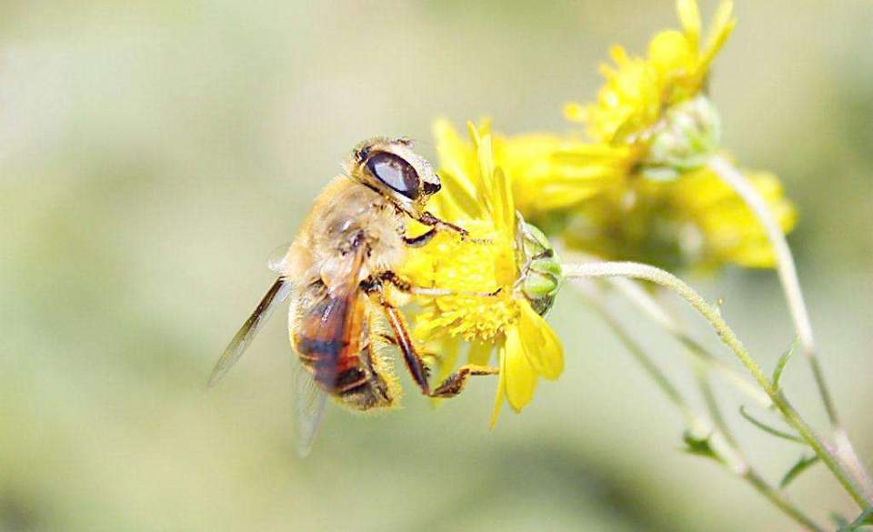 胡蜂蜂王培育技術(shù)（胡蜂蜂王人工培育全過程）