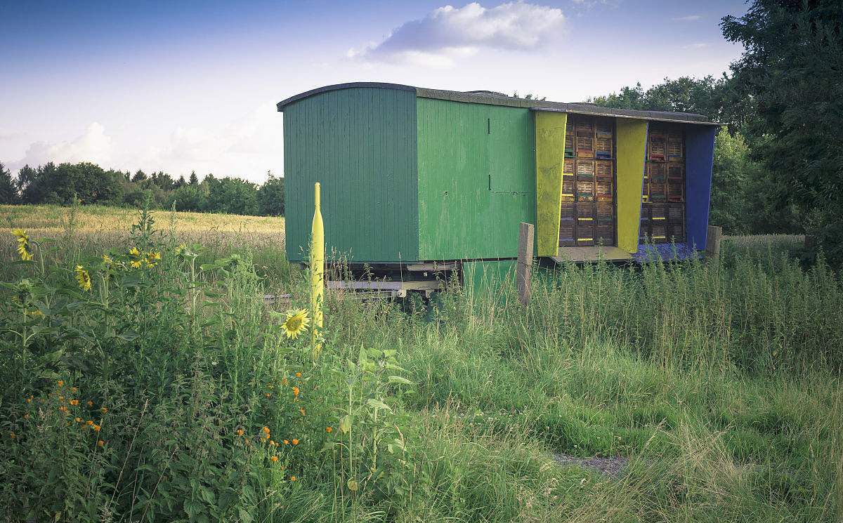 蜂蜜是蜜蜂的排泄物還是嘔吐物(蜂蜜是分泌物還是排泄物) 蜂蜜是蜜蜂的排泄物還是嘔吐物(蜂蜜是分泌物還是排泄物)
