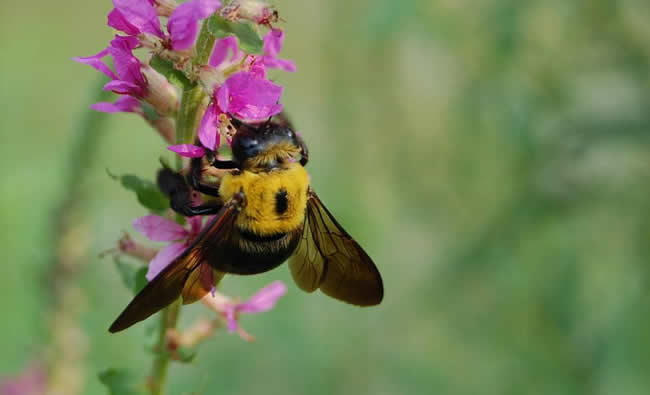 南方黑蜂是什么蜂種？