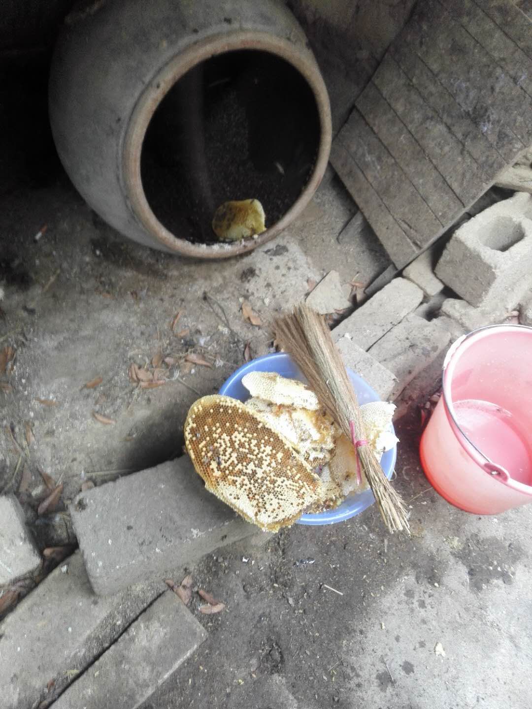 想養(yǎng)蜜蜂到哪里買蜂種(買蜜蜂養(yǎng)哪里才能買到) 想養(yǎng)蜜蜂到哪里買蜂種(買蜜蜂養(yǎng)哪里才能買到)