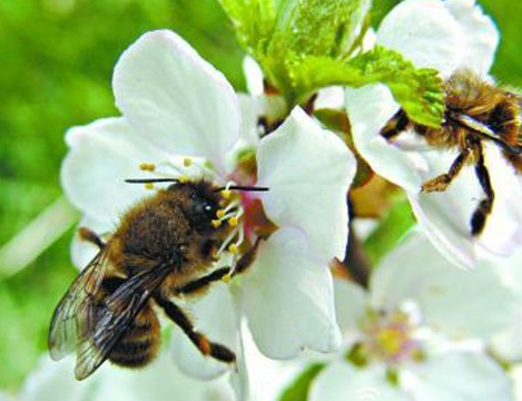 養蜂難不難(養蜂要注意什么問題) 養蜂難不難(養蜂要注意什么問題)