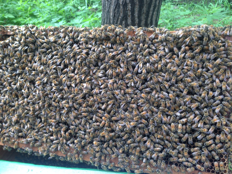 蜂王的壽命是工蜂的多少倍(蜂王和蜜蜂的壽命有多長) 蜂王的壽命是工蜂的多少倍(蜂王和蜜蜂的壽命有多長)