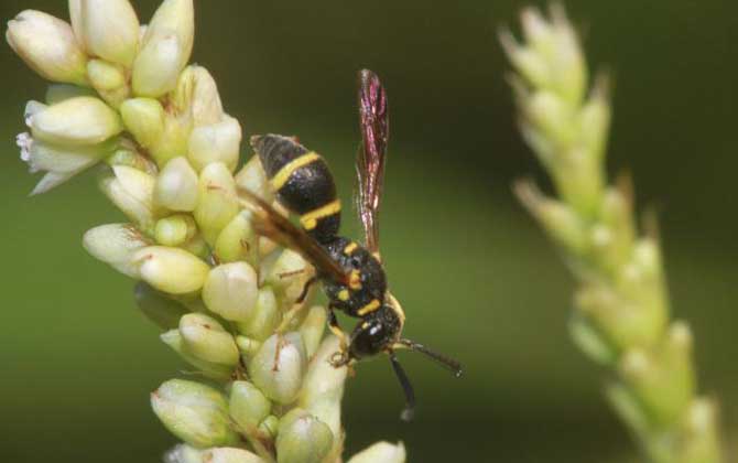 細腰蜂長什么樣子(細腰蜂種類及圖片大全) 中華直盾蜾蠃