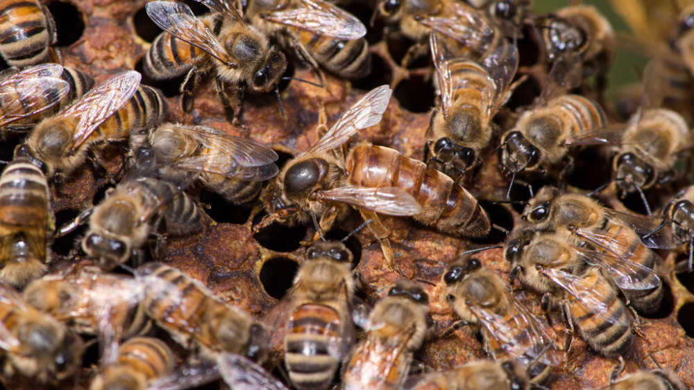 蜂王什么時間出巢交尾(蜂王出房幾天交尾什么時候產(chǎn)卵) 蜂王什么時間出巢交尾(蜂王出房幾天交尾什么時候產(chǎn)卵)