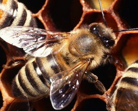工蜂的頭上有白白的東西是什么(新蜂出房的時候,身體上白色的碎片是什么) 工蜂的頭上有白白的東西是什么(新蜂出房的時候,身體上白色的碎片是什么)