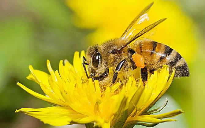 如何判斷蜂王交尾成功? 蜂王交尾