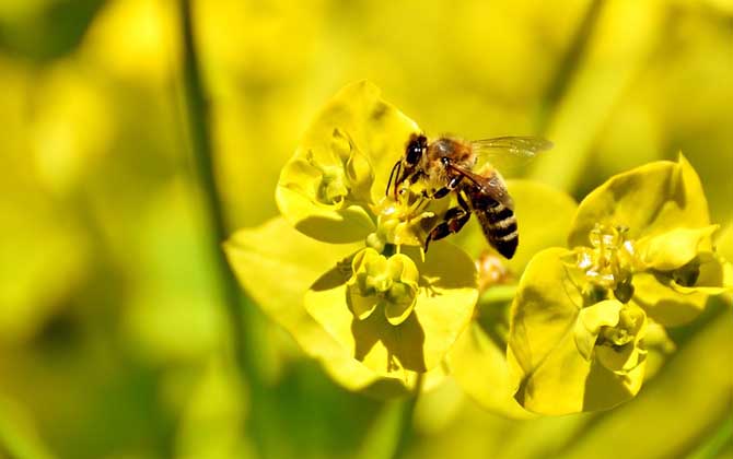 被土蜂蟄了怎么處理? 土蜂