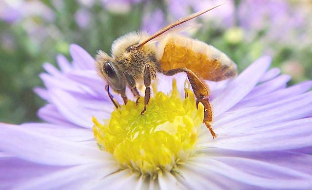 工蜂把巢蟲弄出來是什么原因(中蜂把幼蟲拖出箱外是什么病) 工蜂把巢蟲弄出來是什么原因(中蜂把幼蟲拖出箱外是什么病)