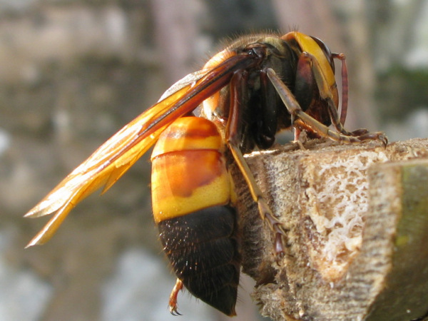 黑尾胡蜂有幾個品種(黑尾胡蜂品種介紹) 黑尾胡蜂有幾個品種(黑尾胡蜂品種介紹)