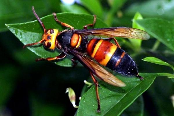 黑尾胡蜂有幾個品種(黑尾胡蜂品種介紹) 黑尾胡蜂有幾個品種(黑尾胡蜂品種介紹)