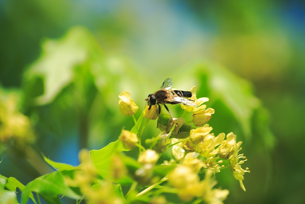 草莓花有沒有蜜（草莓是不是蜜源植物）